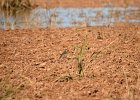 Gele kwikstaart (yellow wagtail) (motacilla flava) - Bayanzag 19-08-2016